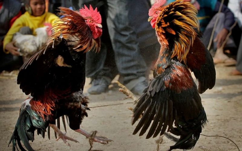 Đá Gà tại VB777 – Đỉnh cao cá cược trực tuyến, so kèo kịch tính 3 Các cửa cược phổ biến trong Đá Gà