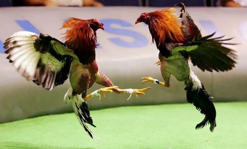 Đá Gà GA28 tại VB777 – Trải nghiệm cá cược đá gà trực tuyến chuẩn xác và hấp dẫn 3 Thuật ngữ Đá Gà GA28 trong kỹ năng thi đấu